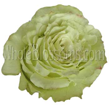 Divinity Green Garden Roses with soft green petals and layered blooms, ideal for weddings, events, and modern floral arrangements.