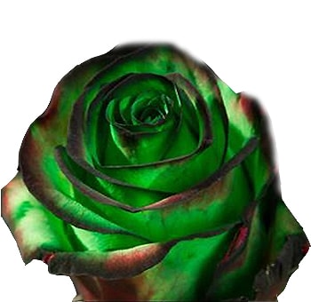 Halloween Goblin Green Roses with vibrant green petals and dark edges, perfect for Halloween-themed floral arrangements or spooky, elegant decorations.
