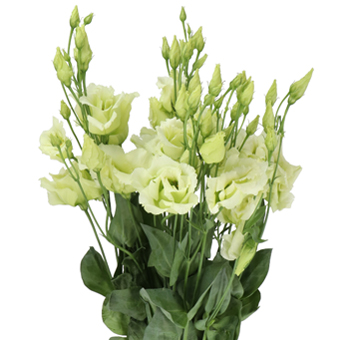 Green Lisianthus Flower