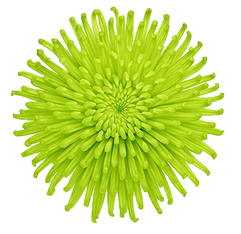 Close-up of a vibrant Green Natural Anastasia Spider Mum in full bloom against a black background, perfect for unique floral arrangements and bold event décor.