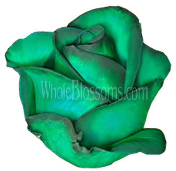 Green Roses Tinted with rich green petals, perfect for unique floral designs, St. Patrick’s Day events, or adding a bold touch to tropical-themed arrangements.