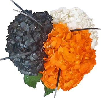 Close-up of Halloween-colored hydrangeas featuring vibrant orange, deep black, and soft white blooms ideal for festive fall centerpieces and spooky parties.