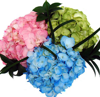 Close-up of Jubilee painted hydrangea centerpiece with soft pastel blooms in pink, green, and blue, accented with greenery and arranged by hand.