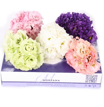 Elegant lisianthus assorted in soft pastel tones, beautifully boxed for weddings, gifts, and stylish premium floral arrangements.