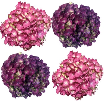 Mix of pink and purple hydrangea flowers in vibrant shades, ideal for luxury event décor and bouquets.