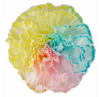Rainbow Carnations