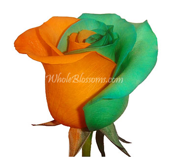 Vibrant green and orange rose in full bloom, perfect for creating bold floral arrangements for weddings, events, and gifts. Sold in bulk by Whole Blossoms.