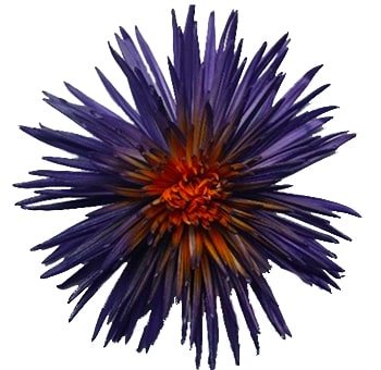 Halloween Flowers