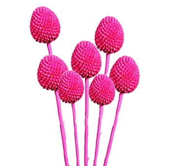 Wholesale dark pink tinted Craspedia Billy Balls for wedding bouquets, centerpieces and elegant floral arrangements