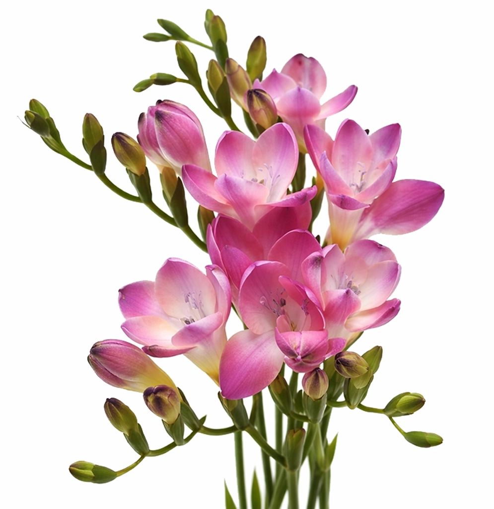 Bulk pink freesia flowers, fresh cut fragrant blooms ideal for weddings, events, centerpieces, and wholesale floral designs.
