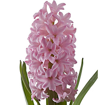 Soft pink Hyacinth bloom with delicate petals, perfect for adding a touch of color and fragrance to floral arrangements for weddings or spring events.