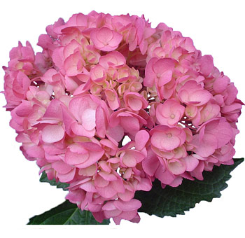 Soft pink airbrushed hydrangea with full, delicate petals and rich texture, ideal for luxury floral arrangements, wedding bouquets, and upscale decor.
