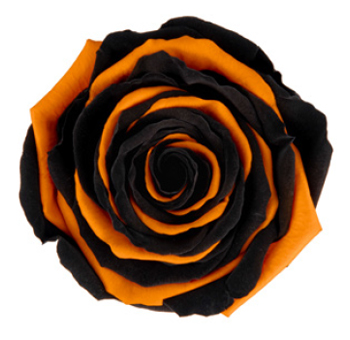 Black Rose