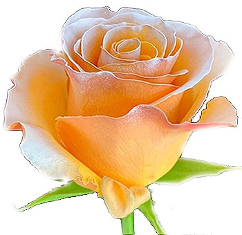 Halloween Pumpkin Orange Roses with soft orange tones, ideal for fall weddings, festive arrangements, and Halloween-themed floral décor.