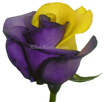 Close-up of a Purple Yellow Rose showing vivid golden and deep violet petals with a velvety, hand-tinted texture and bold contrast.