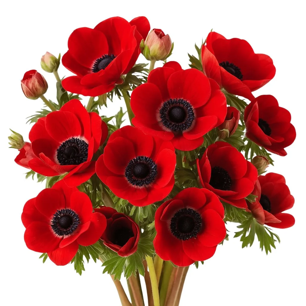 Bold red anemone flowers with dark centers, perfect for weddings, premium bouquets, and romantic bulk arrangements for events and gifts.