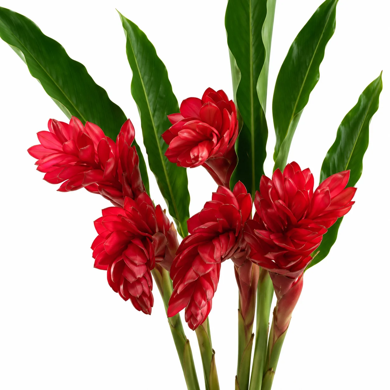 Wholesale red ginger flowers with vibrant red blooms and green foliage for weddings and tropical arrangements.
