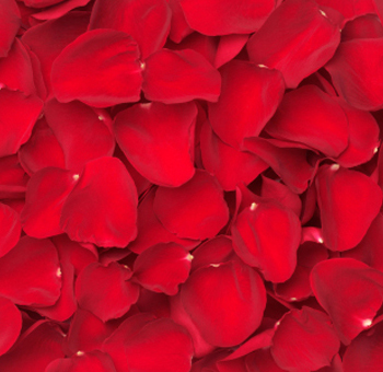 Vibrant red rose petals spread out in a close-up view, ideal for romantic events, weddings, or special occasions.