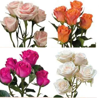 Fresh and elegant spray roses in bulk, ideal for stunning Valentine's Day decor.