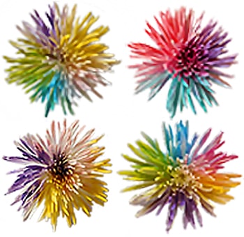 Pastel Rainbow Spider Mums with airbrushed color detail, perfect for whimsical weddings, gifts, or creative event décor.