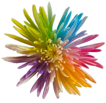 Spider Mums Rainbow Colors