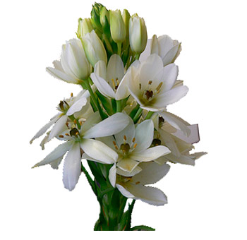 White Star of Bethlehem flowers bring gentle elegance to weddings, sacred celebrations, and heartfelt floral gifts.