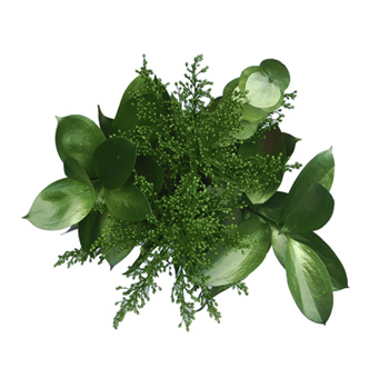 Tinted greenery in vibrant green hues for St. Patrick's Day weddings, events, and premium floral displays.