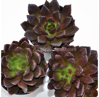 Black Prince succulents with deep tones, ideal for modern weddings, gifts, and bold floral installations.