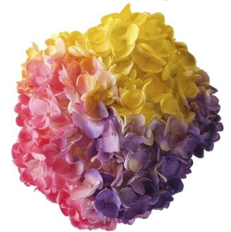 A vibrant Yellow Hydrangea Lavender Pink Tie-Dye flower with bold color gradients of yellow, pink, and lavender.