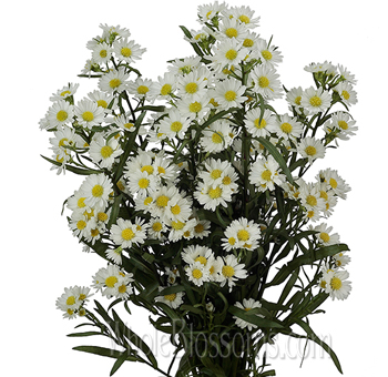 White Aster Flower