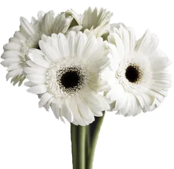 Elegant white Gerber daisies add timeless beauty to weddings; ideal for creating stunning bouquets and sophisticated centerpieces, enhancing any event.