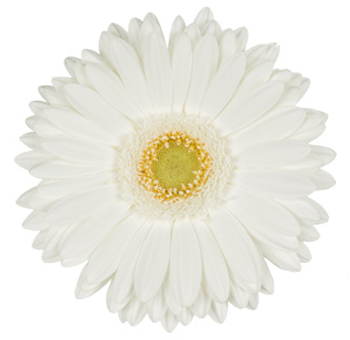 Bright white Gerbera daisy flower with a pale center, ideal for sophisticated event decorations and bouquets.