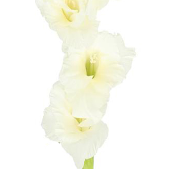 White Gladiolus flower stem with delicate blooms, perfect for elegant event décor and floral arrangements.