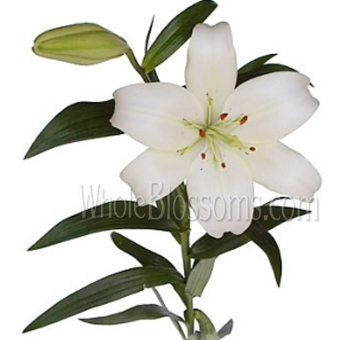 Single white LA Hybrid Lily with delicate petals and a closed bud on a white background, perfect for weddings and formal events.