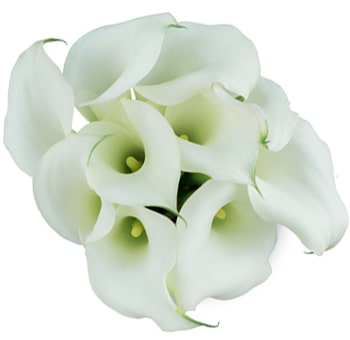 Cluster of elegant white mini Calla Lilies, arranged in a circular pattern, showcasing their smooth petals and delicate yellow-green centers.