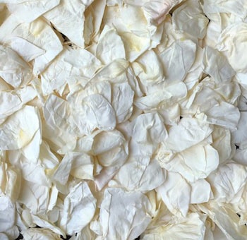 White Rose Petals Preserved