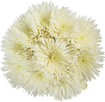 Cluster of white Anastasia Spider Mums arranged in a circular pattern, showcasing their long, delicate petals and soft, creamy centers.