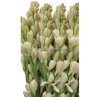 White tuberose flowers with lush fragrance, perfect for weddings, religious events, and elegant bouquets.