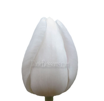 A single white tulip bud with smooth petals, showcasing a simple and elegant form, perfect for minimalist floral arrangements.
