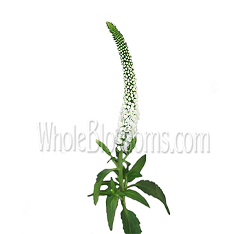 White veronica flower with classic spikes, ideal for weddings, minimalist events, and elegant bouquets.