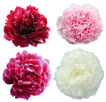 Bulk farm mix peonies in assorted colors for weddings and events, perfect for floral arrangements in May and June during peak peony season.