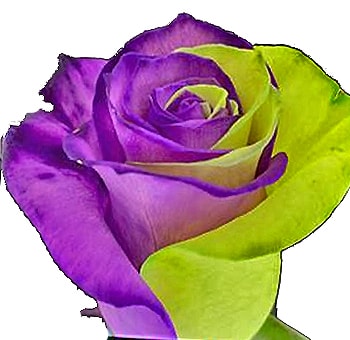 Bicolor purple and lime green rose from Whole Blossoms, ideal for bold weddings, events, and creative bouquets. Sold in bulk at wholesale pricing.