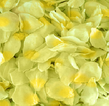 Light green rose petals with soft, creamy tones, perfect for adding a delicate and serene touch to weddings, events, or décor arrangements.