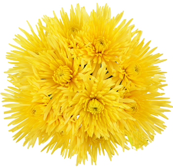 Lush bouquet of Yellow Anastasia Spider Mums with vivid yellow petals, perfect for event décor, weddings, and cheerful floral centerpieces.