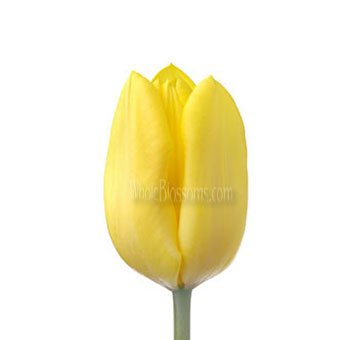 A single yellow tulip bud with smooth, vibrant petals, ideal for bright and cheerful floral arrangements.