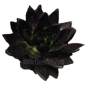Black Succulents