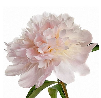 Close-up of Alertie Blush Peony petals showing ruffled layers and pale color tones, ideal for florist work or floral art.