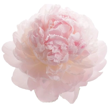 Fresh blush peonies in bulk for weddings and events, perfect for May and June floral designs during peak peony season. Soft, romantic, and elegant.