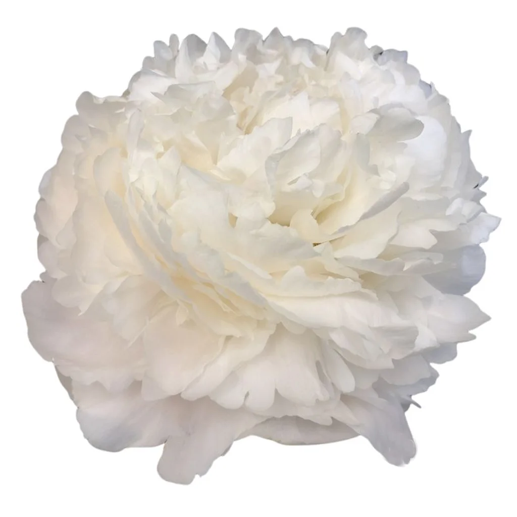 Fresh Bowl of Cream peonies with large creamy-white ruffled petals and a full, elegant bloom ideal for weddings and luxury floral décor.