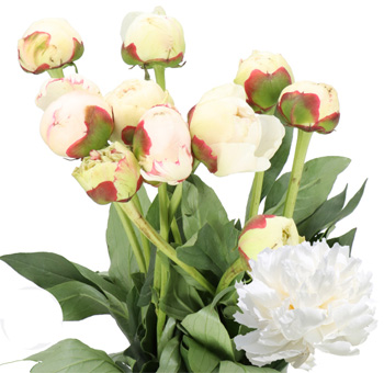 Cream peonies from Bowl of Cream variety, ideal for weddings, romantic gifts, and bridal arrangements.